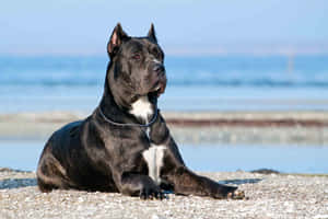 黑色卡斯羅犬在卵石海灘上休息，靠近大海