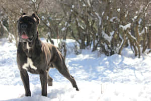 一隻虎斑紋的凱恩科索犬站在雪中，背後有被雪覆蓋的灌木叢。