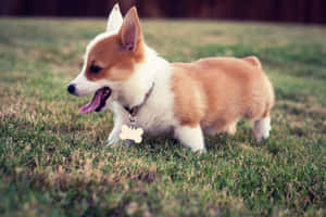 一隻快樂的哥基犬掛著骨頭標籤在綠色草地上奔跑。 — Surface Pro 壁紙