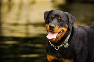 黑色和棕褐色的羅威納犬在水邊伸出舌頭微笑。
