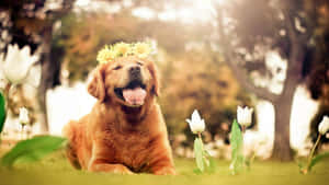 金毛尋回犬戴向日葵花冠在白色鬱金香花園中 — 金毛尋回犬 BB GIF 壁紙
