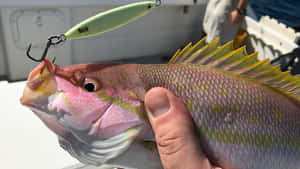 手喺船上拎住一條粉紅色同黃色魚，魚嘴有綠色魚餌。 — 釣魚 壁紙