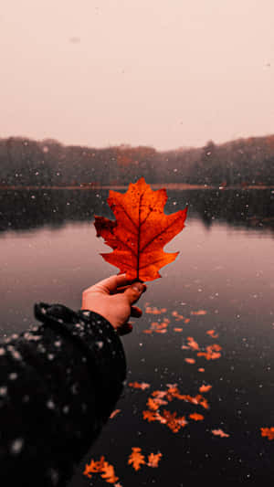 秋天雪湖上，手舉著一片紅楓葉。 — 秋天 壁紙