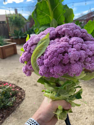 在陽光明媚的花園中，手拿著紫色椰菜花。 — 紫色花朵 壁紙