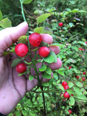 手裡拿著鮮紅色的漿果，綠葉上有露珠，在森林中。 — 士多啤梨 壁紙