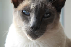 Grumpy Cat圖片 — MacBook Pro M4 壁紙