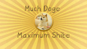 柴犬在圓形框架內，黃色太陽爆發背景，附有迷因文字。 — 貓咪迷因 壁紙