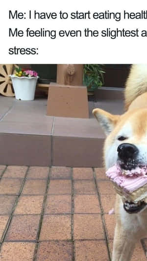 柴犬在瓷磚露台上吃粉紅色糖霜蛋糕，附有迷因文字。 — iPhone 8 壁紙