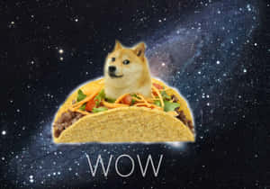 柴犬在墨西哥卷餅中漂浮在太空，伴有星星和WOW字樣 — 夜晚 壁紙