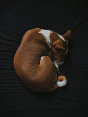 一隻棕色和白色的巴仙吉犬蜷縮在深色毯子上睡覺。 — 狗 壁紙