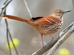 棕色嘲鶇鳥棲息在樹枝上，背後有模糊的黃色花朵。 — 4:3 壁紙