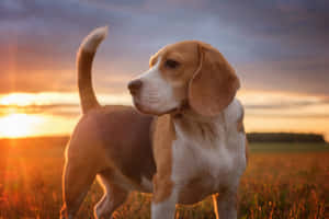 比格犬幼犬在日落時分站在田野中，溫暖的光線。 — MacBook Pro M3 壁紙