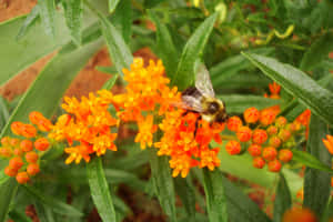 綠葉中的橙色馬利筋花上的大黃蜂 — 夏天 壁紙