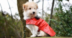 一隻穿著紅色雨衣的小毛狗坐在森林中的石頭上。 — 紅色美學 壁紙