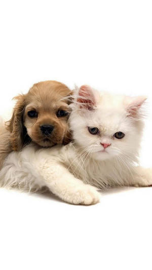 一隻白貓和一隻棕色小狗依偎在一起。 — 狗 壁紙