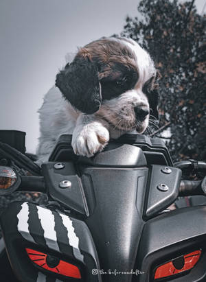 一隻聖伯納犬幼犬棲息在四輪摩托車把手上。 — 機車 壁紙