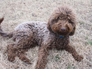 一隻棕色捲毛貴賓犬在乾草上休息。