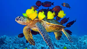 海龜在珊瑚礁附近與色彩繽紛的魚群一起游泳 — 海龜 壁紙