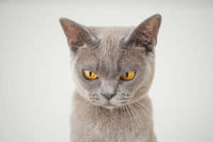 Grumpy Cat 圖片 — MacBook Pro M2 壁紙