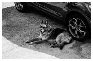 德國牧羊犬圖片 — 金毛尋回犬 BB GIF 壁紙