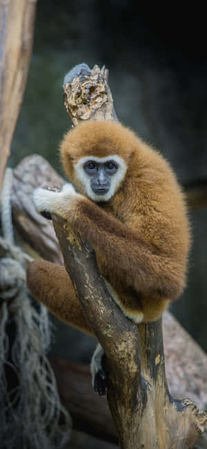 iPhone Xs Max Gibbon 背景 — iPhone 15 壁紙