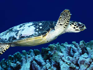 玳瑁海龜在深藍色海洋中游過珊瑚礁 — 海龜 壁紙