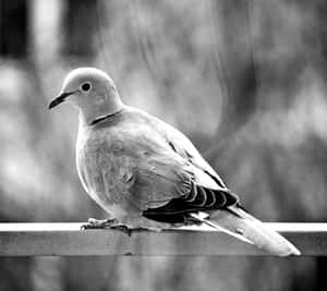 一隻珠頸斑鳩棲息在欄杆上的黑白照片。 — 白鴿 壁紙