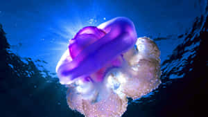 一隻發光嘅紫色水母喺深藍色海水入面漂流，陽光光線從水面穿透落嚟。 — 水母 GIF 壁紙
