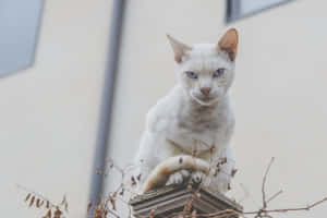 Grumpy Cat圖片 — MacBook Pro M4 壁紙