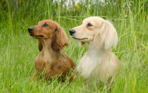兩隻臘腸犬坐在高高的草叢中向前看