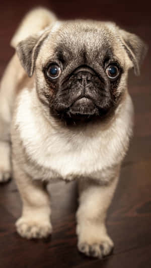 八哥犬 — 金毛尋回犬 BB GIF 壁紙