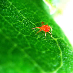 一片綠葉上有一隻小紅蜘蛛，葉脈清晰可見。 — 蜘蛛俠宇宙 壁紙