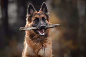 德國牧羊犬在森林中嘴裡叼著樹枝