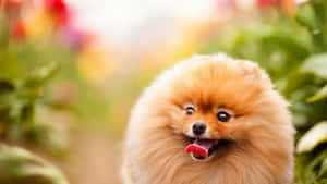 毛茸茸的橙色博美犬在花園中伸出舌頭微笑。
