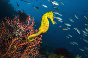 黃色海馬附著在橙色珊瑚上，銀色魚在附近游動。