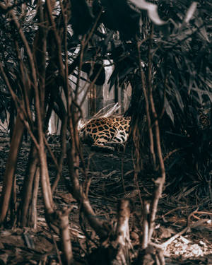 美洲豹在茂密的叢林灌木叢中休息，陽光穿過樹葉過濾下來。 — 豹 壁紙