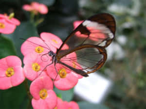 一隻玻璃翼蝴蝶停留在帶有黃色花心的粉紅色花朵上。 — 4:3 壁紙