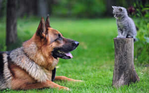 德國牧羊犬和灰色小貓在長滿草的森林空地中對峙。 — 狗 壁紙
