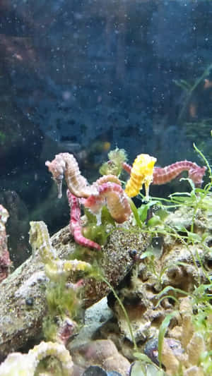 海馬附著在水族箱中的石頭和綠色藻類上。
