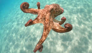 章魚在沙質海底上方的清澈藍色海水中游泳