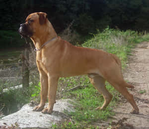 一隻淺黃褐色拳師犬站在樹林地區泥土小徑附近的岩石上。
