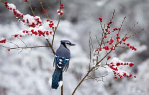 冬天雪枝上的藍松雞與紅色漿果。 — 冬日美學 壁紙