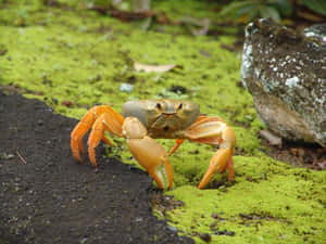 岩石附近苔蘚地上的橙色蟹。 — 蟹 壁紙