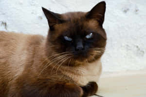 Grumpy Cat 圖片 — MacBook Pro M3 壁紙