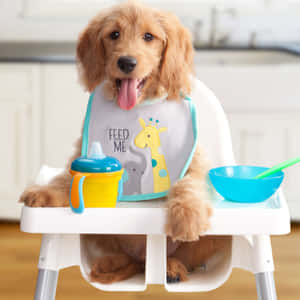 金毛尋回犬幼犬在高腳椅上穿著「feed me」圍兜，配有學習杯和碗。 — 金毛尋回犬 BB GIF 壁紙