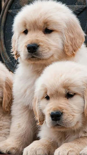 兩隻可愛的金毛尋回犬幼犬，擁有蓬鬆的奶油色毛髮，正看著鏡頭。 — 金毛尋回犬 BB GIF 壁紙