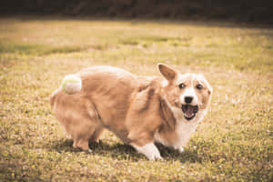 一隻哥基犬在草地上奔跑，尾巴上有網球。
