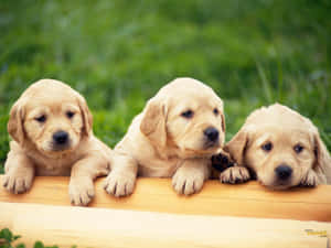 三隻金毛尋回犬幼犬在草地上將爪子放在木柵欄上。