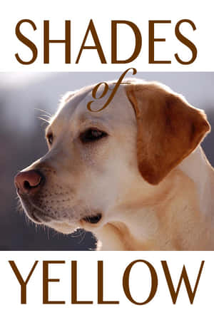 柔和陽光中的黃色拉布拉多尋回犬，上下有「Shades of Yellow」文字。 — 金毛尋回犬 BB GIF 壁紙