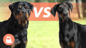 洛威拿和杜賓犬面對面，中間有「VS」圖案。